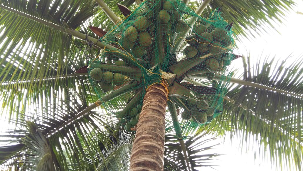 Coconut Tree Safety Nets Bangalore | Call 8296599143 Shaan Safety Nets | Leading Trader In Bangalore